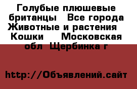 Голубые плюшевые британцы - Все города Животные и растения » Кошки   . Московская обл.,Щербинка г.